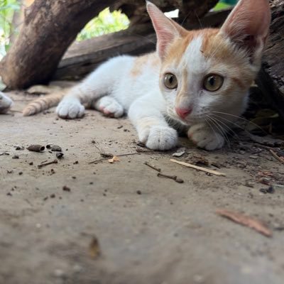 rottenzomatoo's profile picture