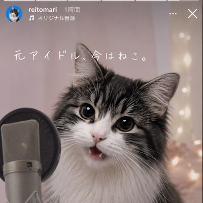 hashimotomariri's profile picture