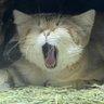 こてつ 的头像