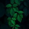 leafy's profile picture