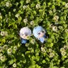 にか！🍀's profile picture
