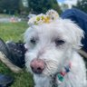 Фото профиля j-k.woof