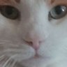 IdkBrah (4 IQ)'s profile picture