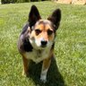 Furry Waylon's profile picture