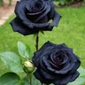 Black Rose 的头像