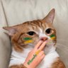 Todo Dia Gatinhos 🐾 profil fotoğrafı