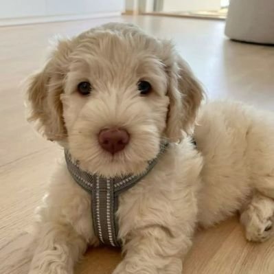 🐶dog🐶's profile picture