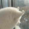 Mie Mie's profile picture