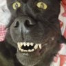 Васкан's profile picture