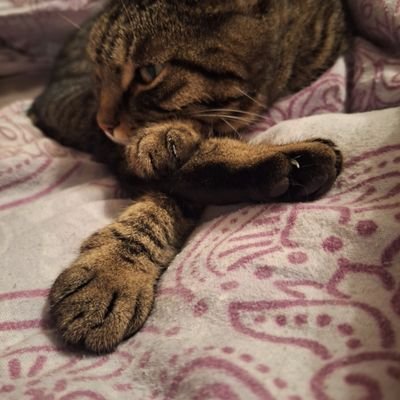 Alltagseuphorie's profile picture