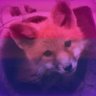 Wolfysp 🍀🥀's profile picture