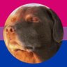 ggyubbvngf profil fotoğrafı