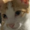 sandstorm's profile picture