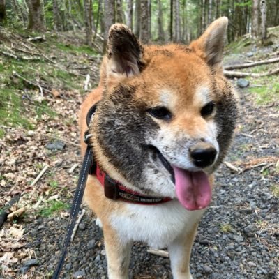 shiba_coco10diy's profile picture