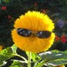 Profilbild von susu