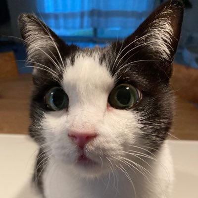 こげめ's profile picture