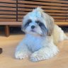 Фото профиля Shih Tzu
