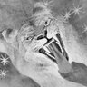 عبهر's profile picture