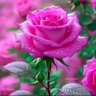شهروند profil fotoğrafı