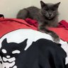 zeca paugordinho 🏴🚩🐈⬛ profil fotoğrafı