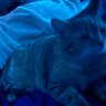 Profilbild von ashie