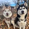 Фото профиля The Husky Hollow 🌙💖