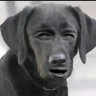 Profilbild von RagingBullFrog