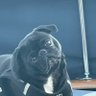Profilbild von Mookie