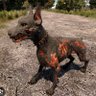 KristiNoemsZombieDog 的头像