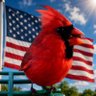Profilbild von Chicagoland Cardinal
