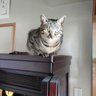 上野悦夫 profil fotoğrafı