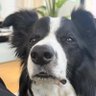 gael profil fotoğrafı
