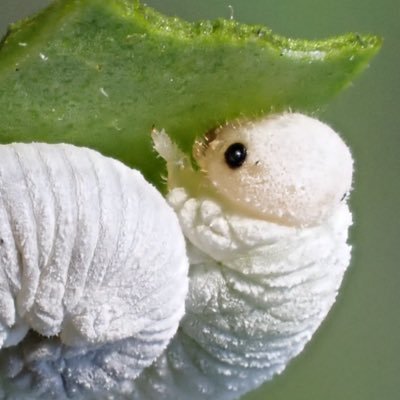 🐞🐛ひかる🕷🐝節足動物色々🕷's profile picture
