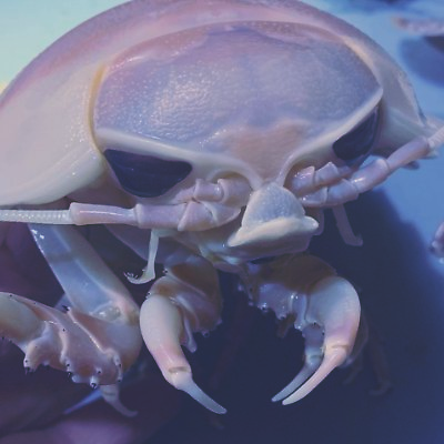 ⚓🐛 io's profile picture