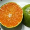 Mikan Mikan profil fotoğrafı