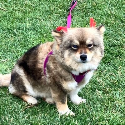 Tuşi's profile picture