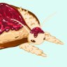 Profilbild von Toast Moth | Wreck of The Narwhal