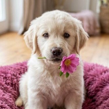 Dogs's profile picture