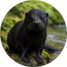 Profilbild von Black_Otter