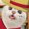 𝐎𝐧𝐞 𝐏𝐢𝐞𝐜𝐞 𝐅𝐞𝐞𝐝 🍥's profile picture