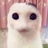 haven's profile picture