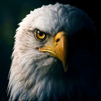 VSHLKING10's profile picture