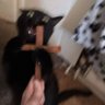 THE CAT 的头像
