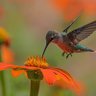 Humming bird's profile picture