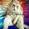 Peach, the floating cat's profile picture