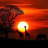 Profilbild von TheBeautyOfAfrica