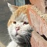 Super Mario profil fotoğrafı