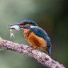 Mosenge kingfisher 🐟's profile picture