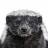 Explorer Smith's profile picture