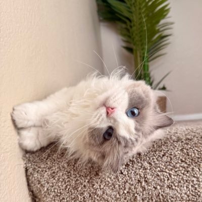 iheartbubbIes's profile picture